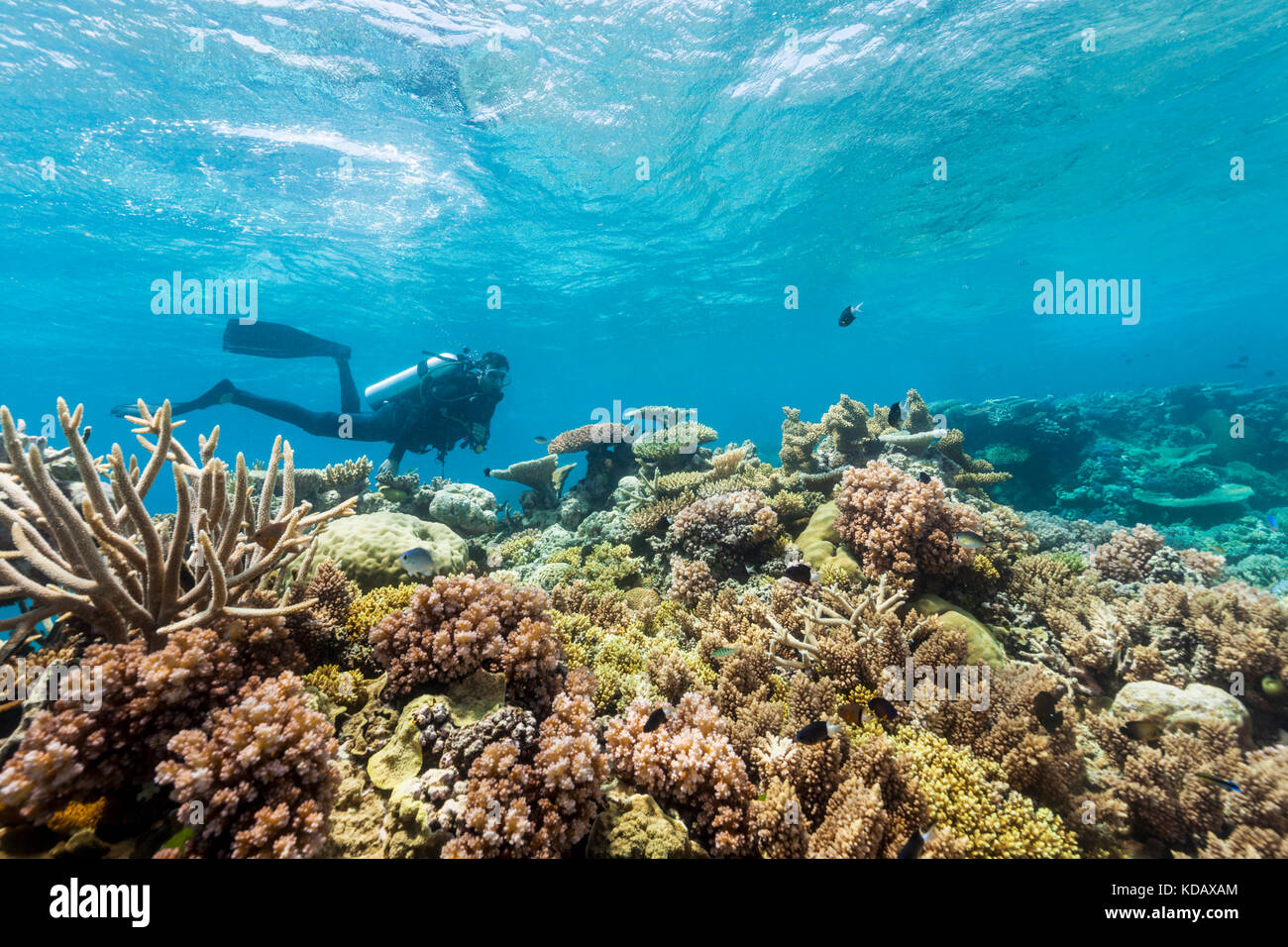 Les plongeurs à la découverte des formations de corail d'Agincourt Reef, Great Barrier Reef Marine Park, Port Douglas, Queensland, Australie Banque D'Images