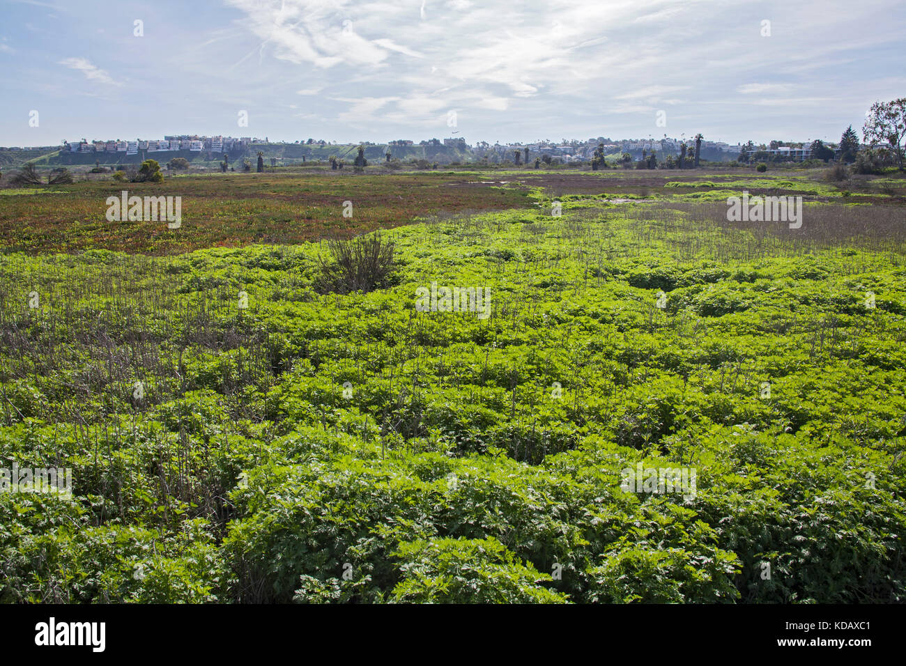 Ballona wetlands, Marina del Rey, Los Angeles, Californie, USA Banque D'Images