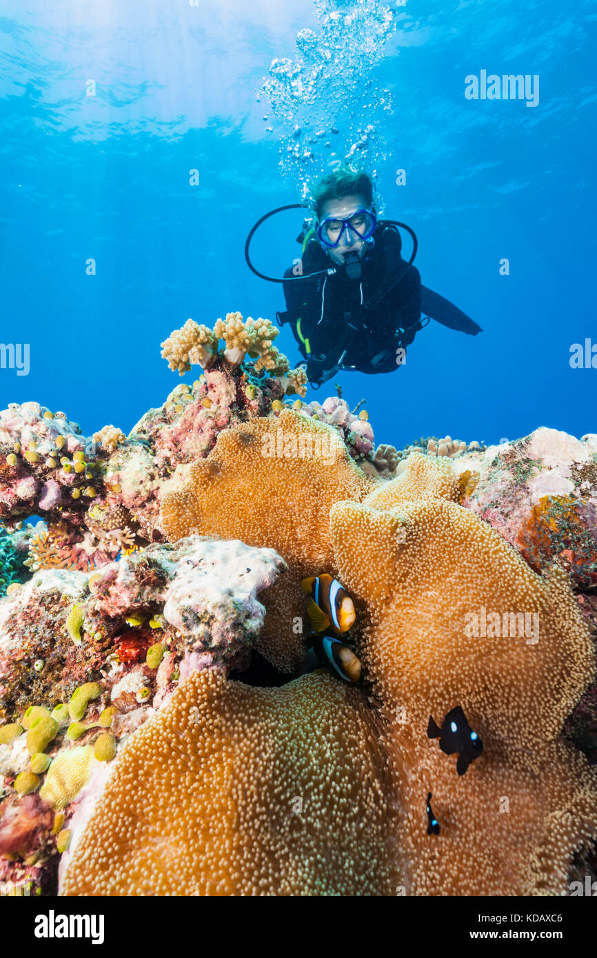 Plongeur femelle à la recherche au poisson clown à St Crispin Reef, Great Barrier Reef Marine Park, Port Douglas, Queensland, Australie Banque D'Images