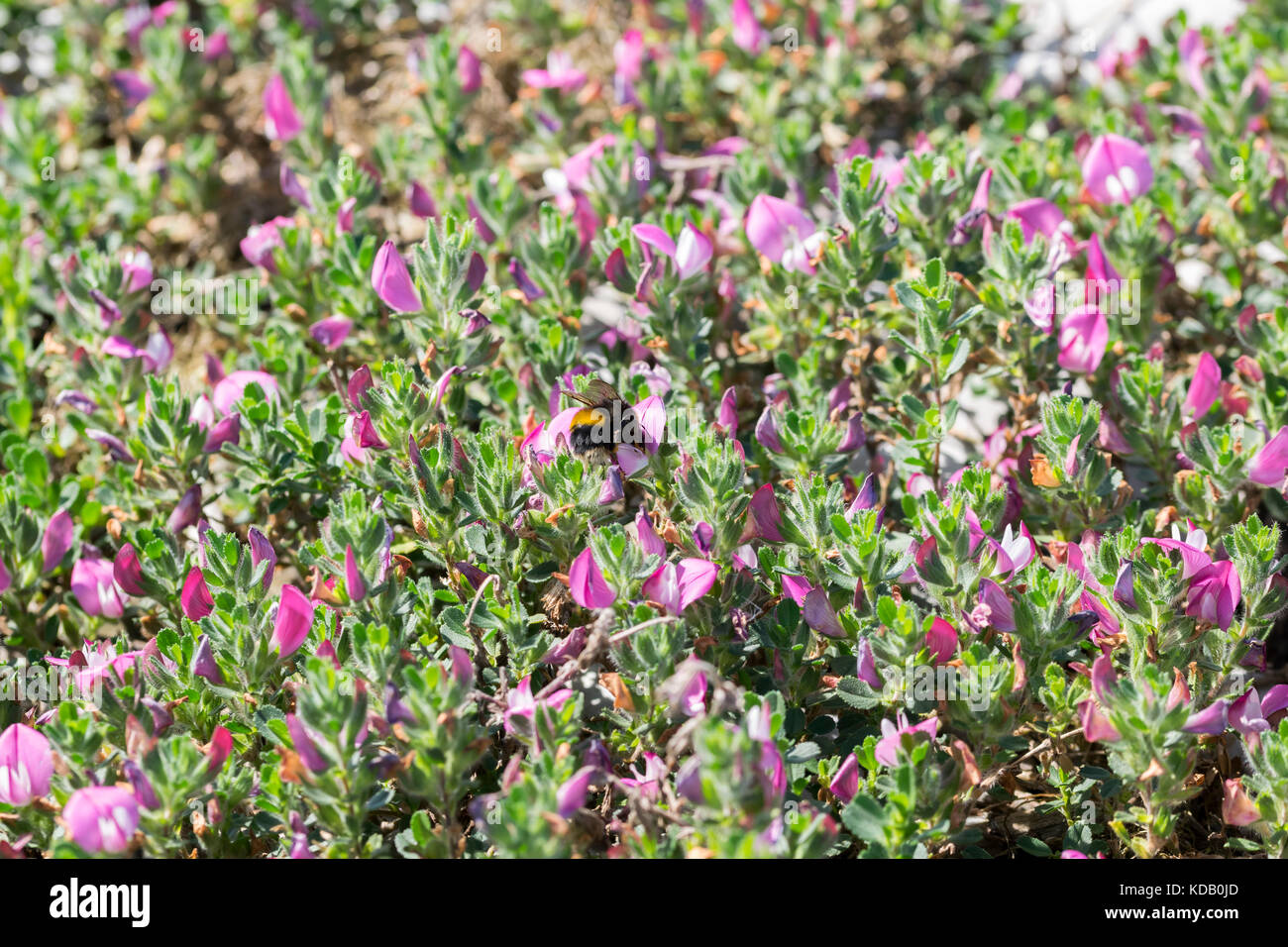 Common Restharrow Ononis repens et Bumblebee Bombus lapidarius Banque D'Images