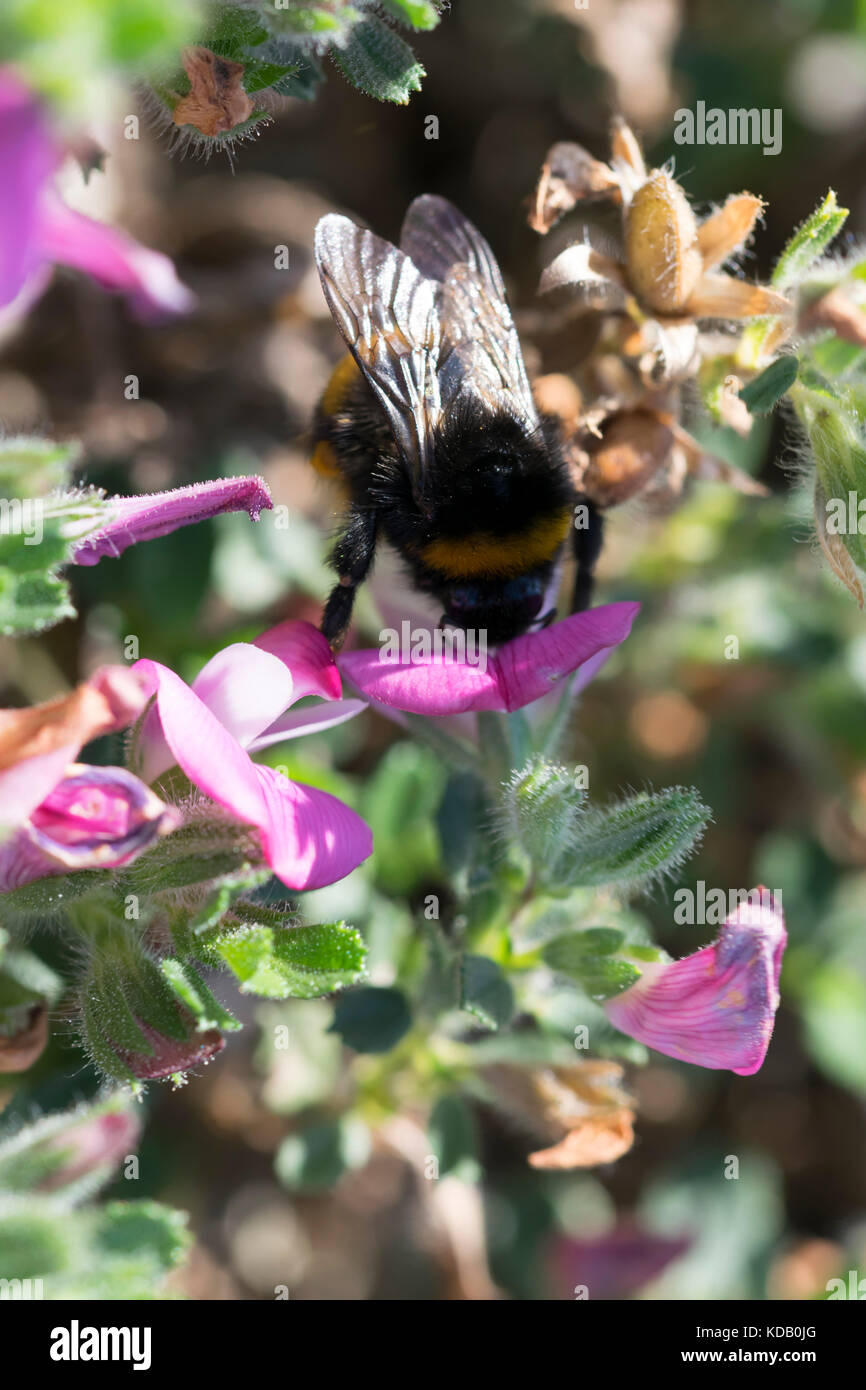 Common Restharrow Ononis repens et Bumblebee Bombus lapidarius Banque D'Images