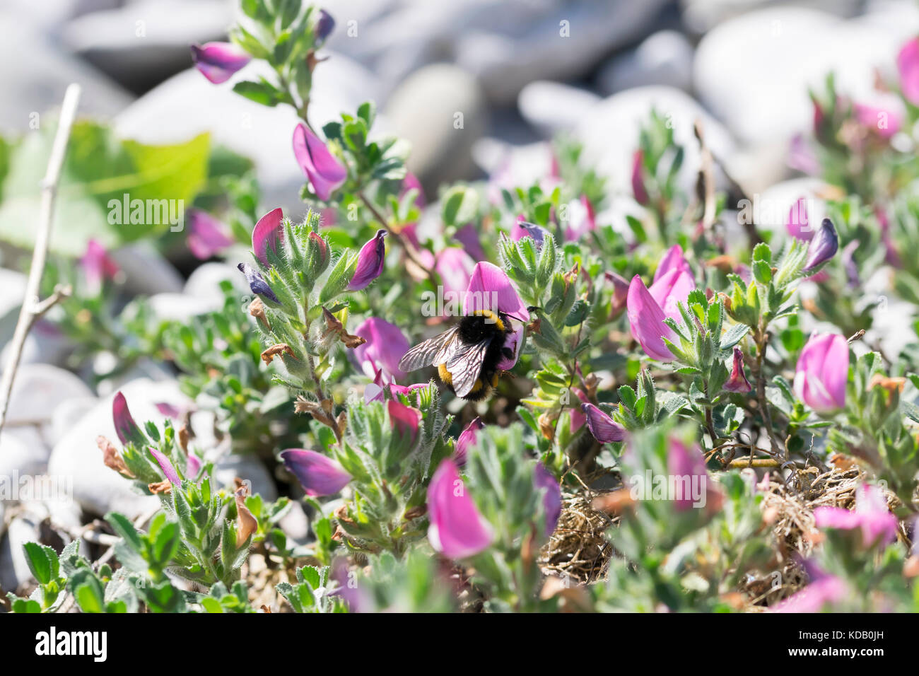 Common Restharrow Ononis repens et Bumblebee Bombus lapidarius Banque D'Images