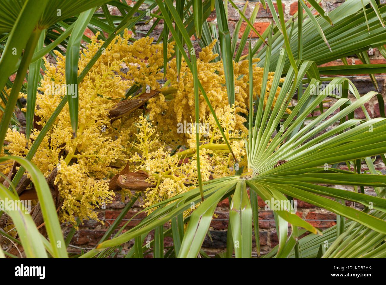 Chusan fleurs palm Banque D'Images