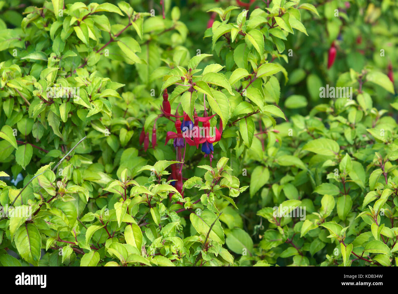 Genii fuchsia Banque D'Images