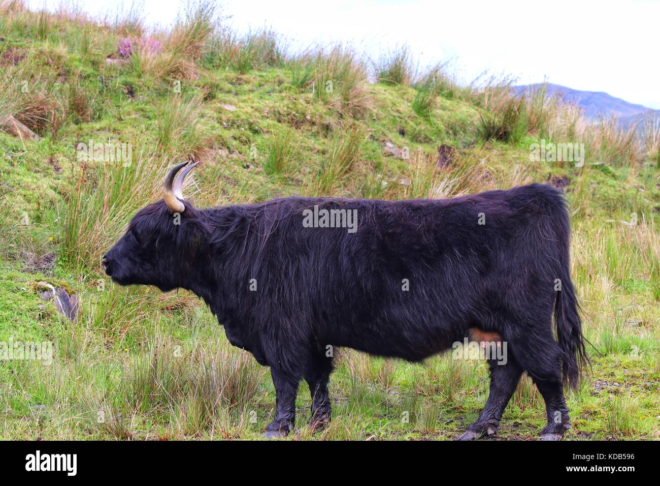 Les bovins des highlands en Ecosse, Highlands Banque D'Images