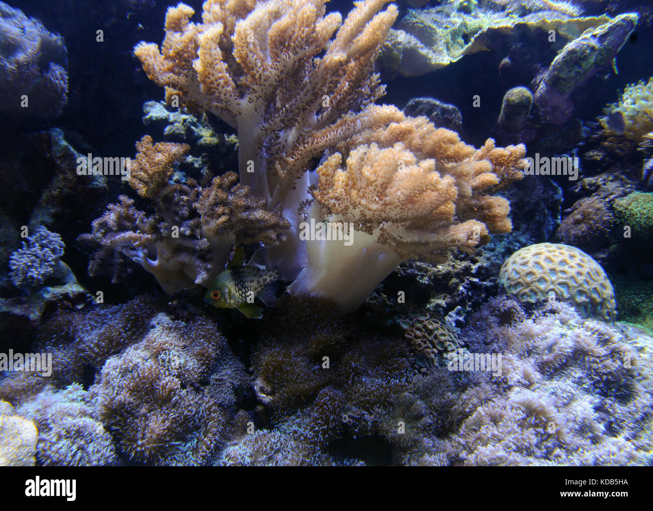 Les récifs coralliens tropicaux sous l'eau avec de petits poissons Banque D'Images