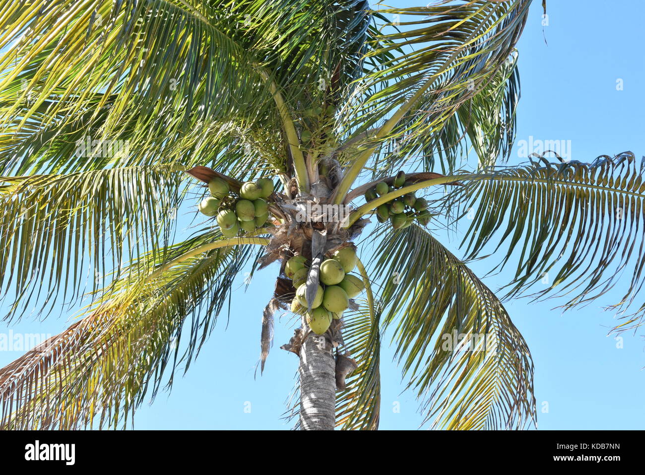 Low angle view of coconuts on palm tree à Sarasota, Floride Banque D'Images