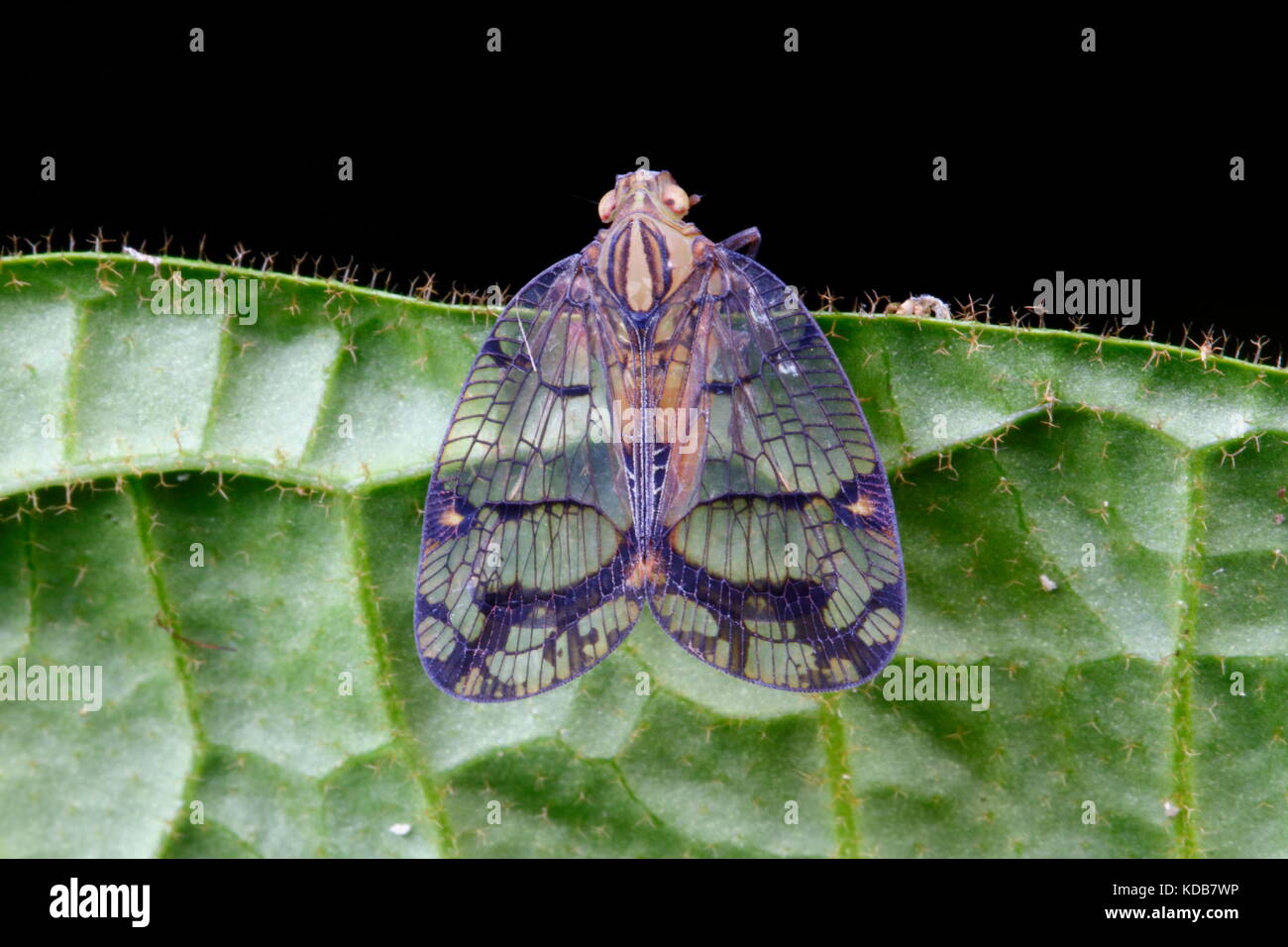 Espèce Biolleyana Netwing, cicadelle, perché sur une feuille d'usine. Banque D'Images