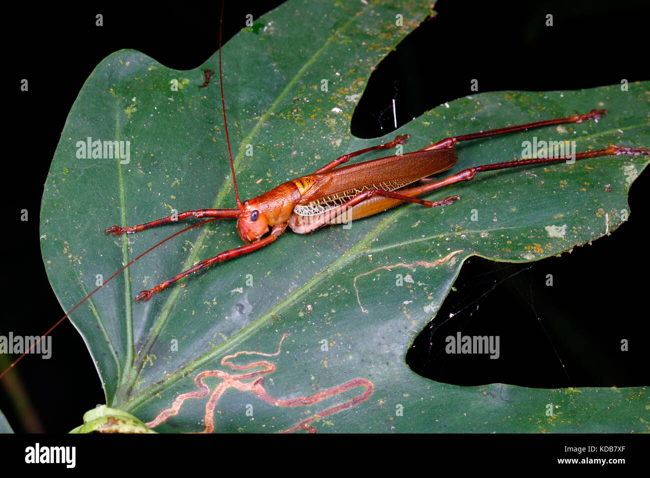 Un blue-eyed, Ischnomela pulchripennis katydid, reposant sur une feuille. Banque D'Images