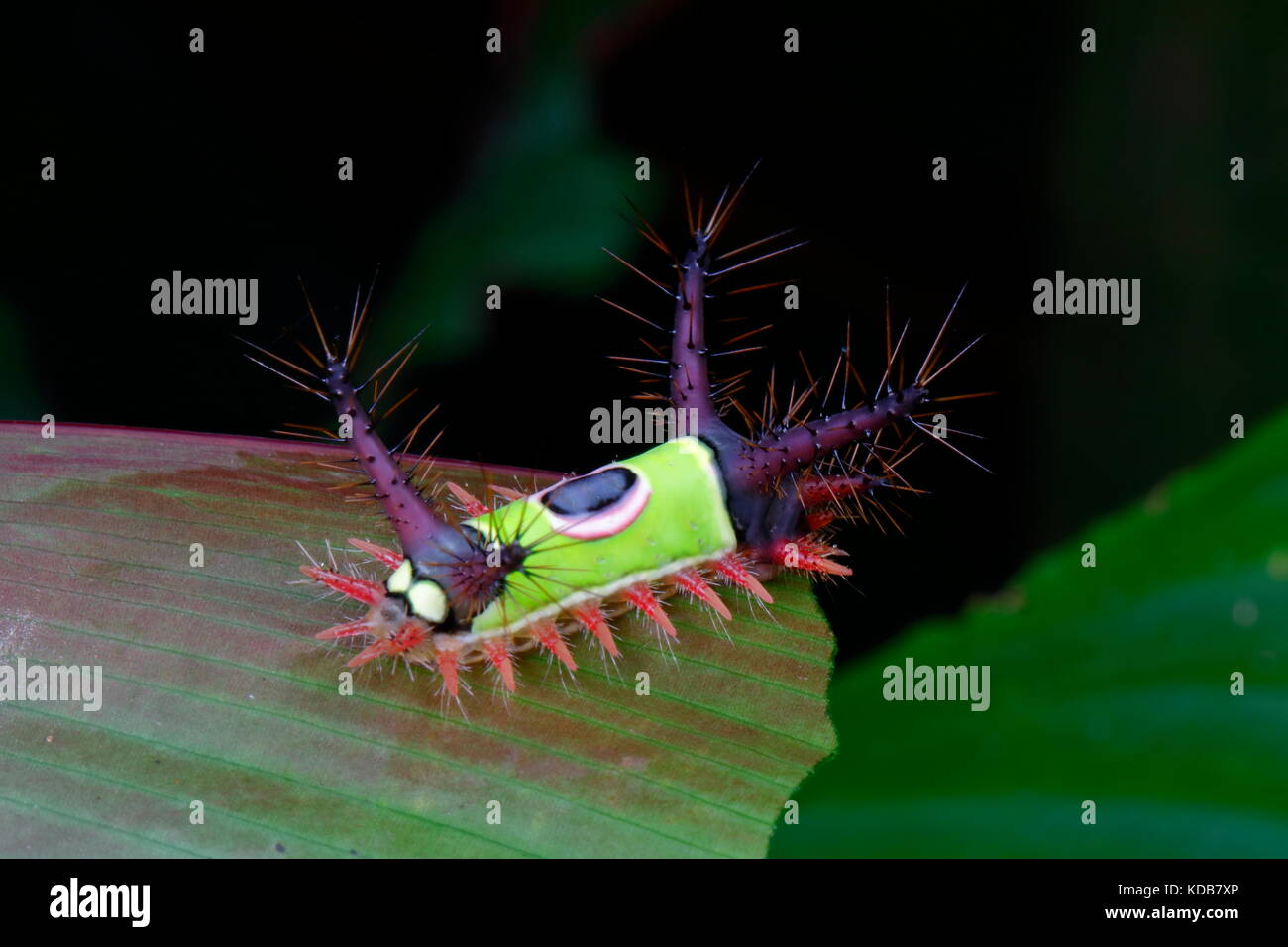 Un Hyperoche Acharia saddleback, Caterpillar, sur une feuille. Banque D'Images
