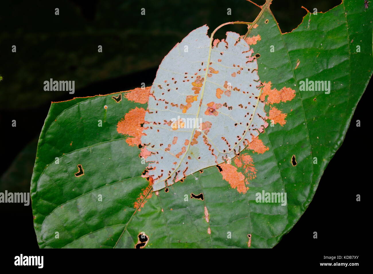 Un skipper butterfly caterpillar sous une couverture de feuilles. Banque D'Images