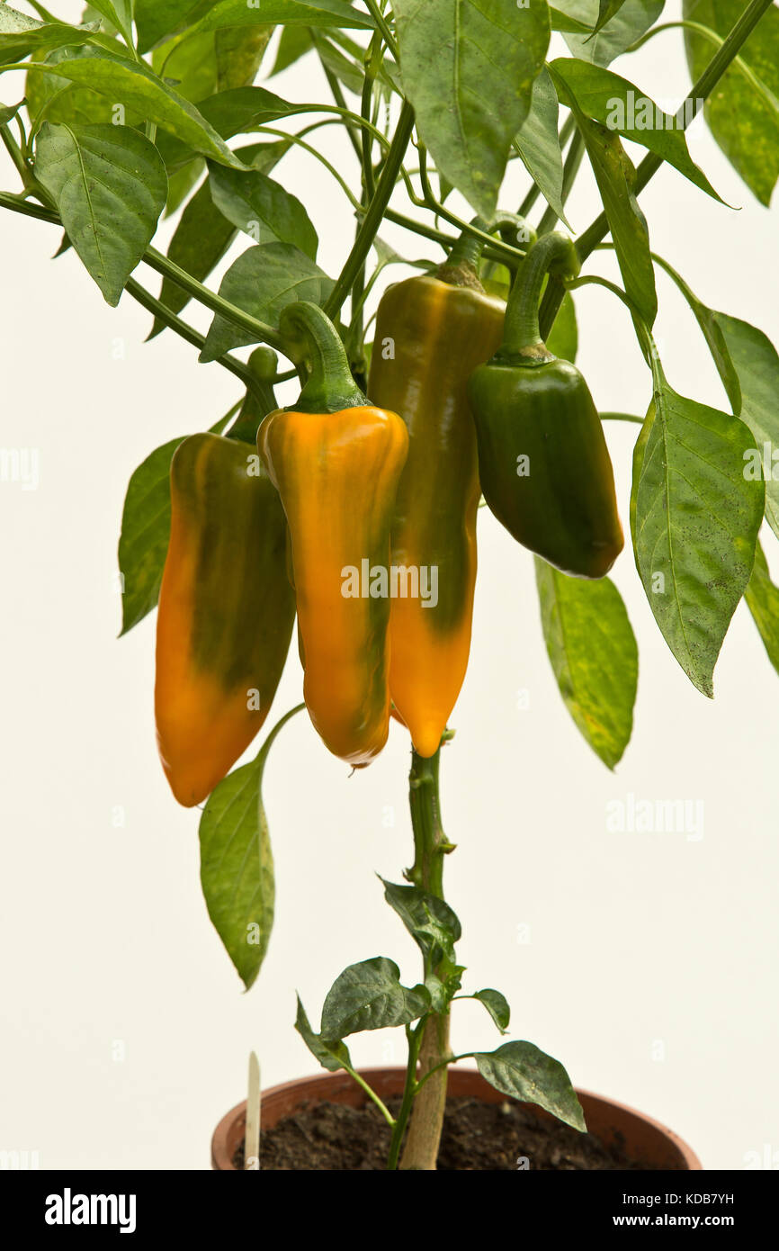 Poivrons orange le mûrissement d'une plante poussant dans un pot en plastique Banque D'Images