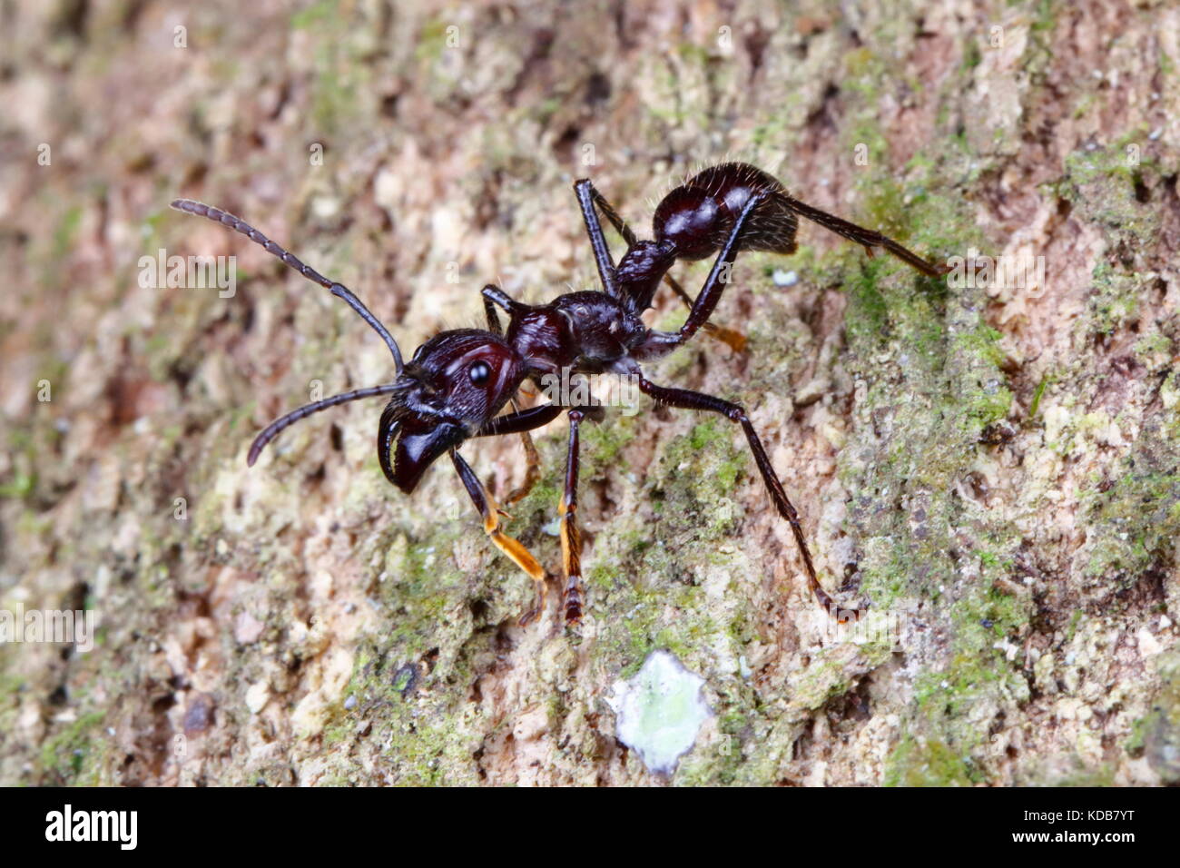 Un bullet ant, Paraponera clavata, ramper. Banque D'Images