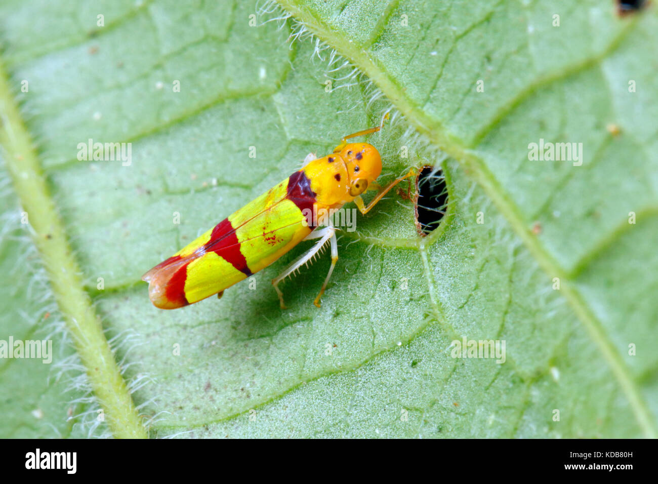 Un Cicadellid leaf hopper perché sur une feuille. Banque D'Images