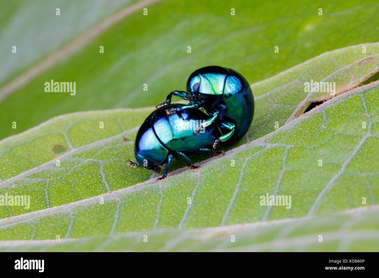 Un comprimé scarab, Ceratocanthus espèces, l'accouplement sur une feuille. Banque D'Images