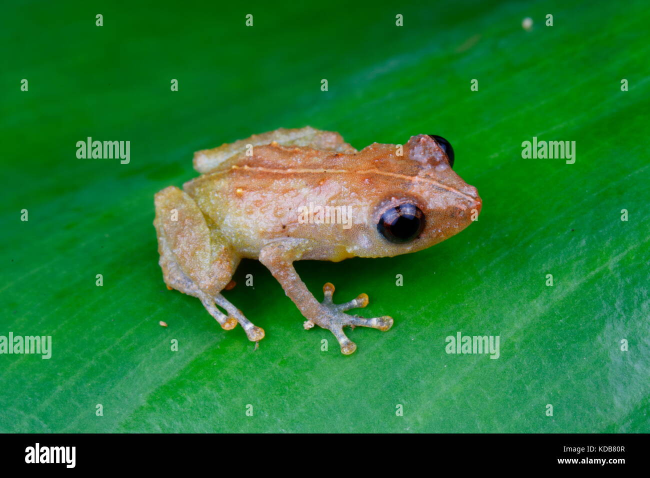 Un eleuthrodactylid grenouille sur une feuille. Banque D'Images