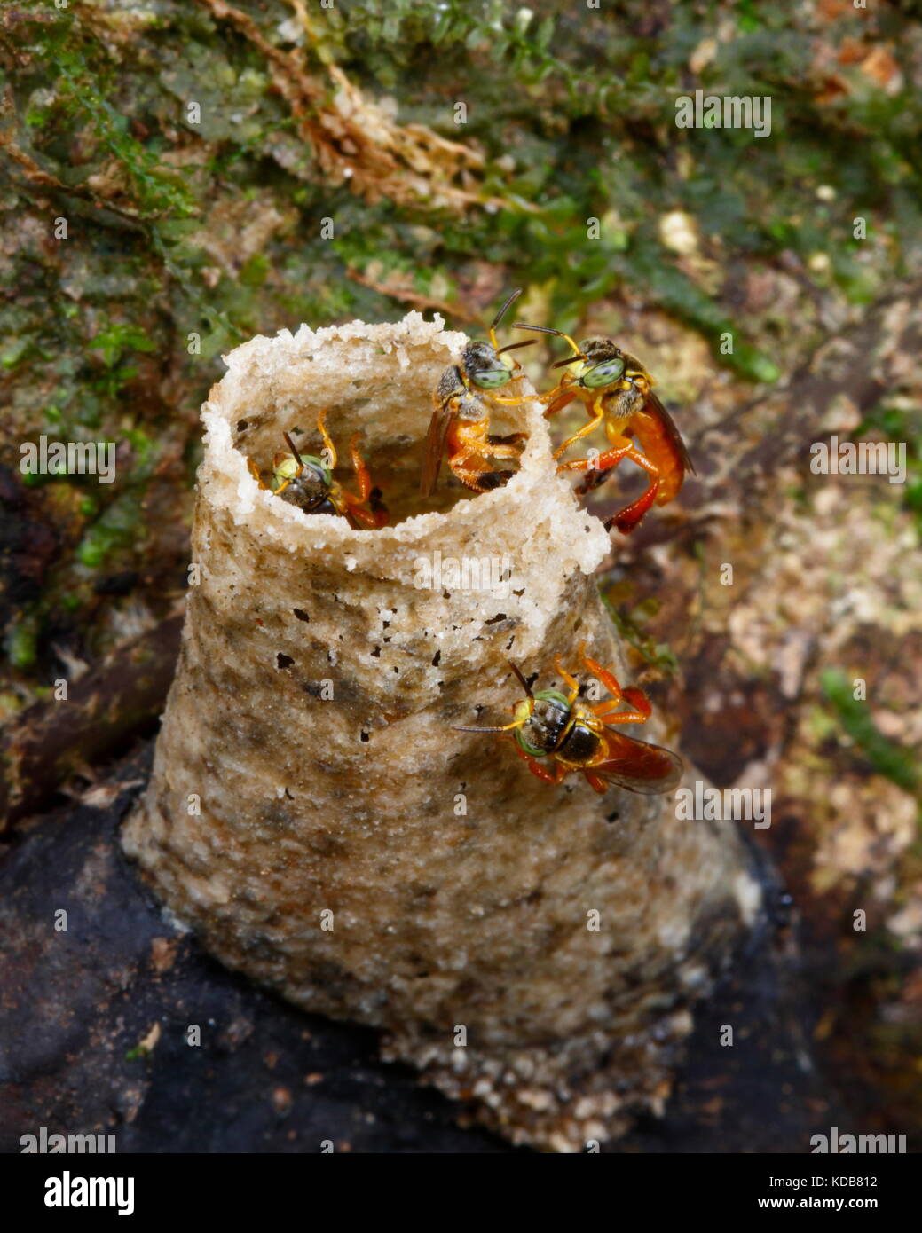 Un tube nid d'abeilles mélipones, espèce Tetragonisca. Banque D'Images