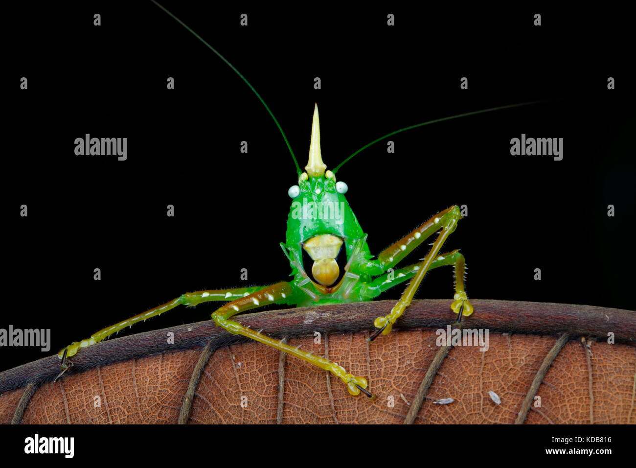 Katydid une corne de rhinocéros, Copiphora, rampant sur une feuille. Banque D'Images
