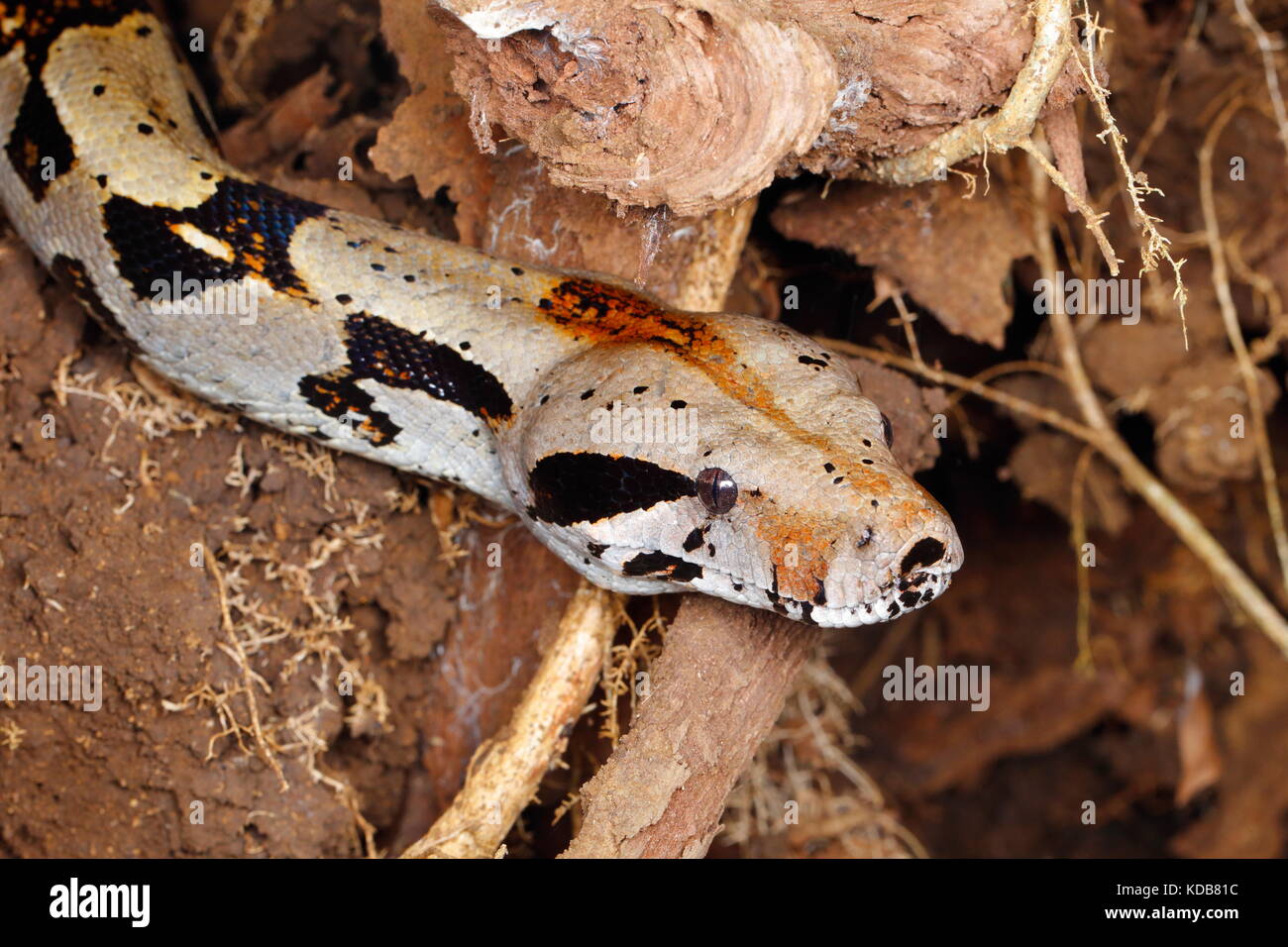 Un boa constricteur, boa constricteur, boa, commune ou qui sortent d'un arbre tombé racine. Banque D'Images