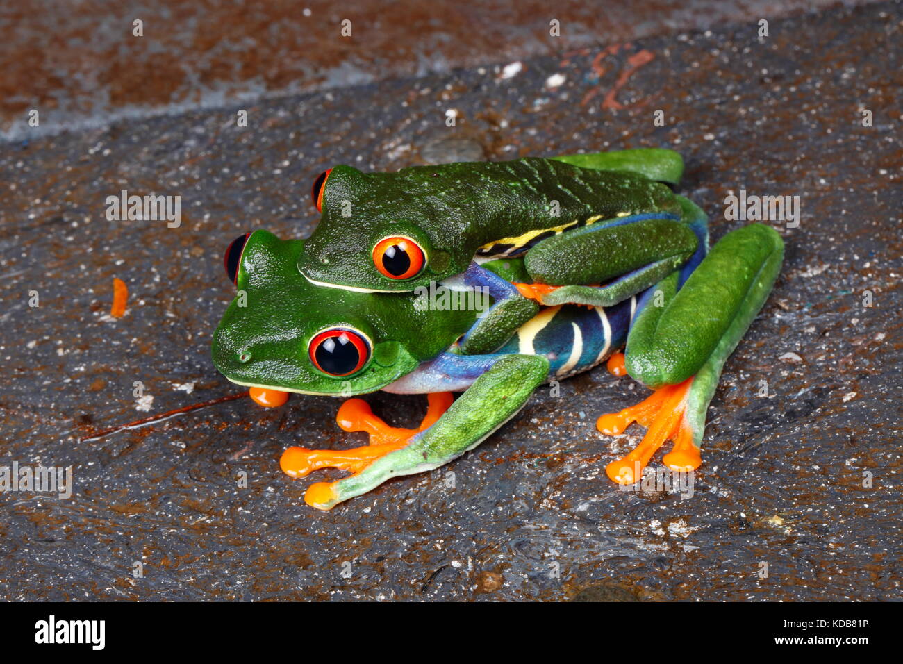 Red-eyed tree frogs, agalychnis callidryas, reposant sur les plantes près des piscines de pluie dans la nuit. Banque D'Images