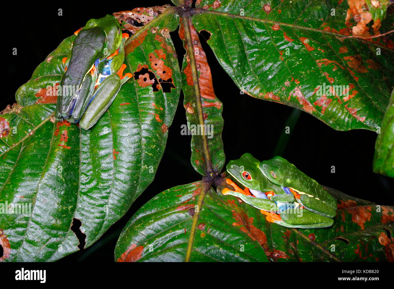 Red-eyed tree frogs, agalychnis callidryas, reposant sur les plantes près des piscines de pluie dans la nuit. Banque D'Images