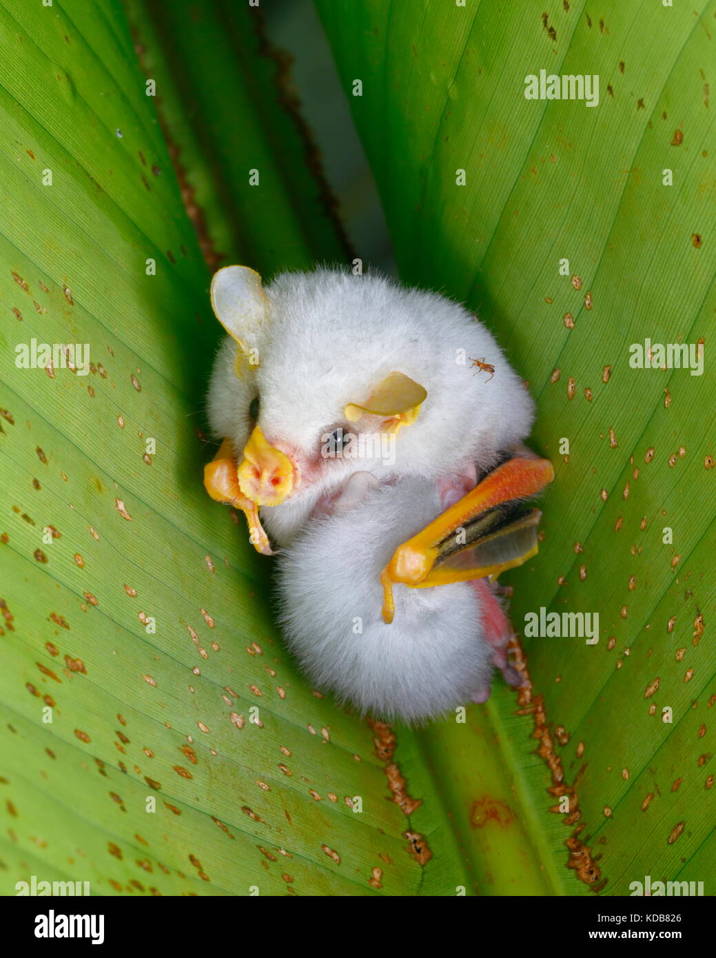 La mère et l'enfant blanc du Honduras les chauves-souris, Ectophylla alba, à l'abri sous une feuille d'usine heliconia. Banque D'Images
