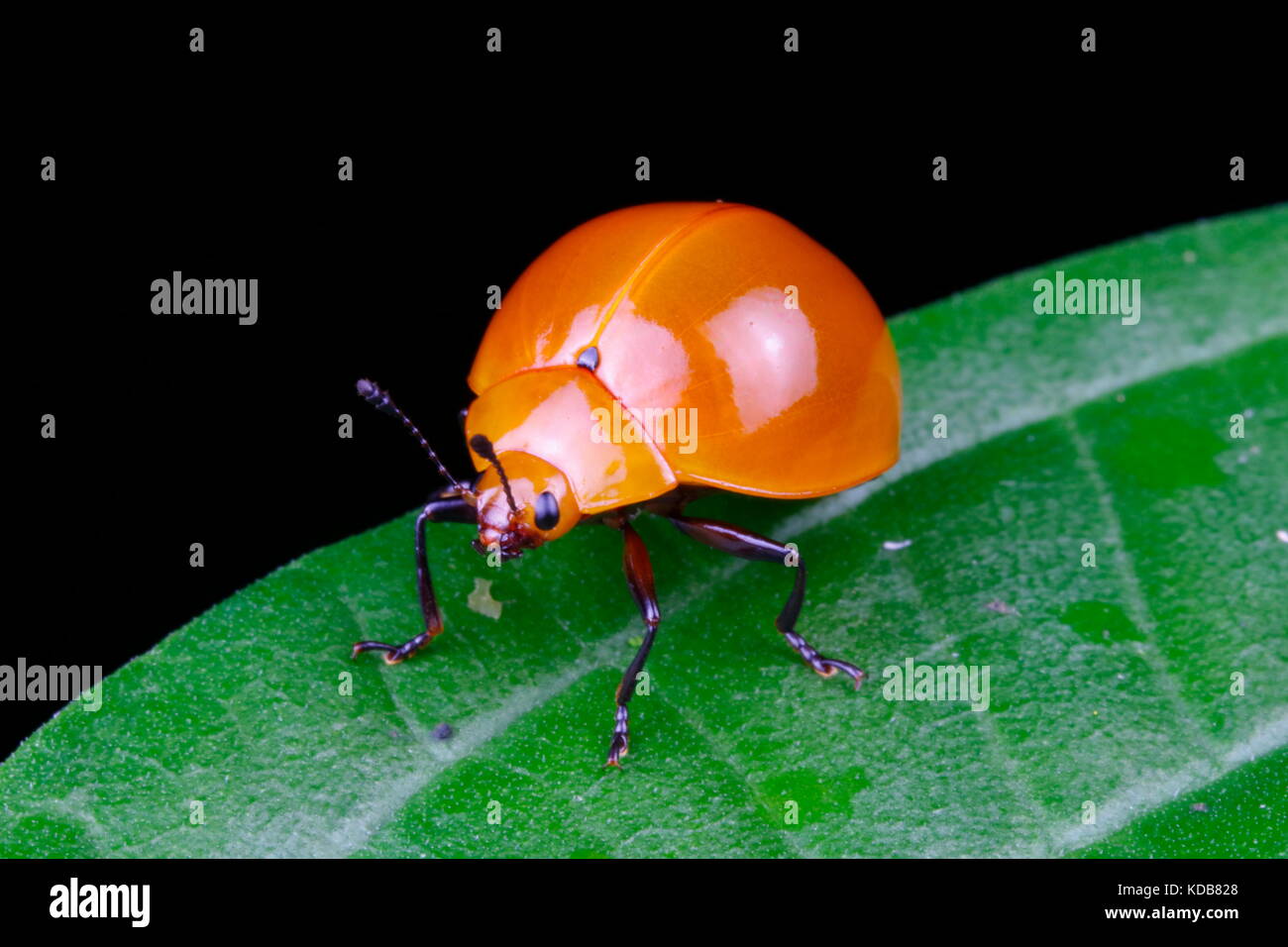 Close up of a leaf beetle sur une feuille. Banque D'Images