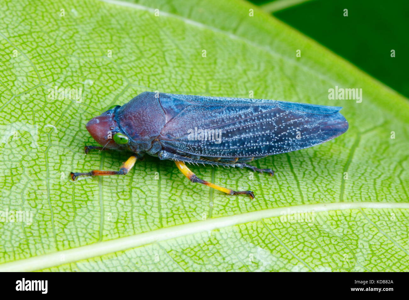 Un tireur d'leaf hopper, Cicadellidae, reposant sur une feuille. Banque D'Images