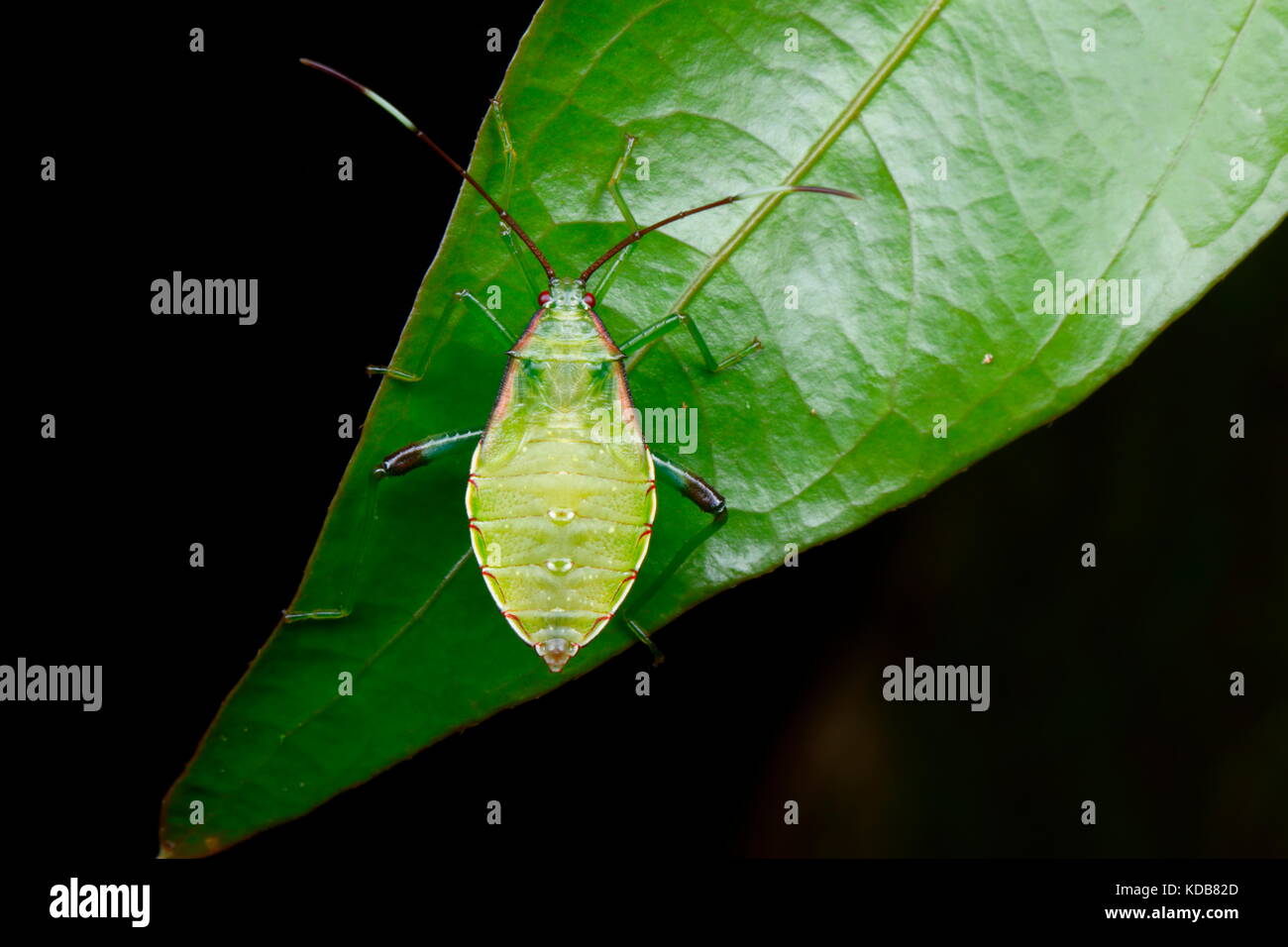 Une nymphe squash bug espèce de ramper sur une feuille. Banque D'Images