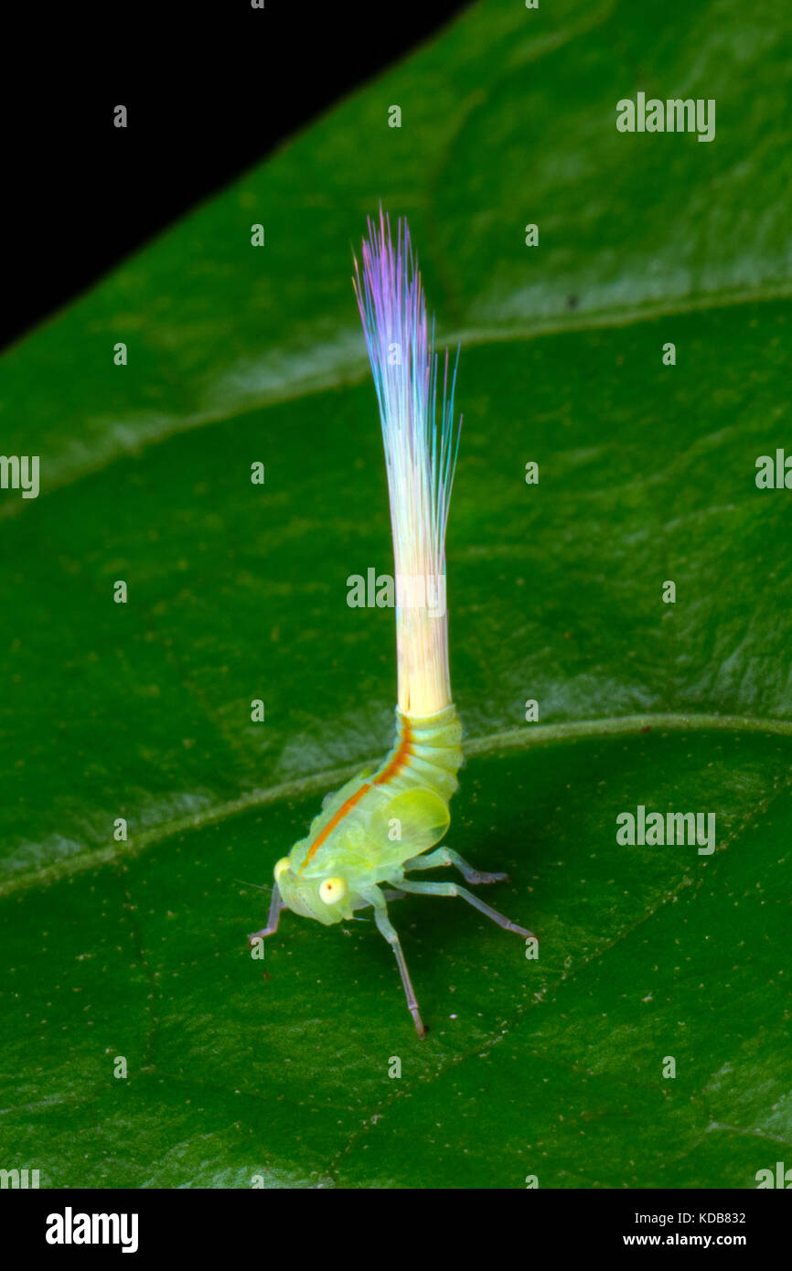 Un Nogodinid hémiptères nymphe cicadelle est perché sur une feuille. Banque D'Images