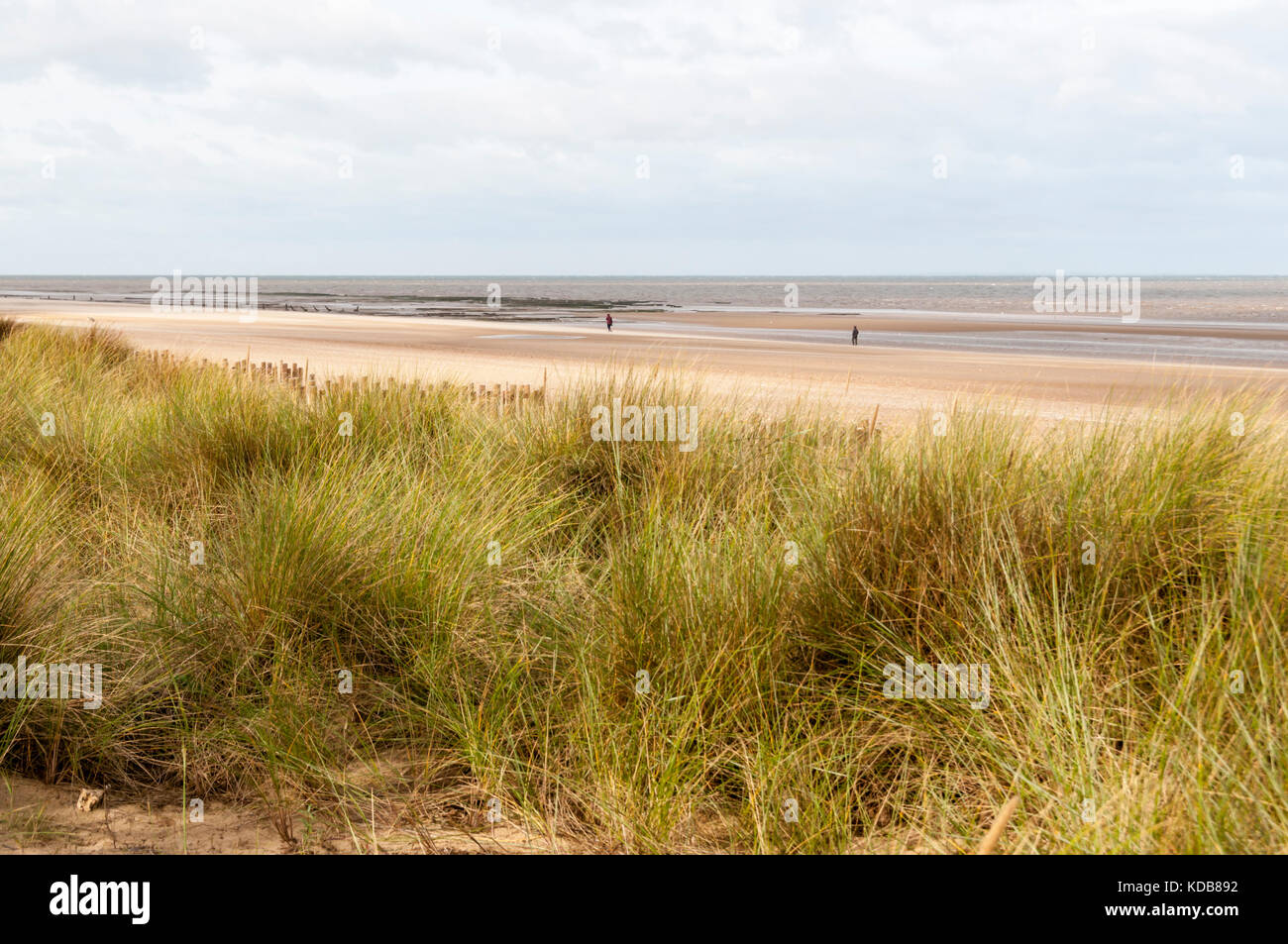 L'ammophile qui poussent sur les dunes derrière Brancaster Beach sur la côte nord du comté de Norfolk. Banque D'Images