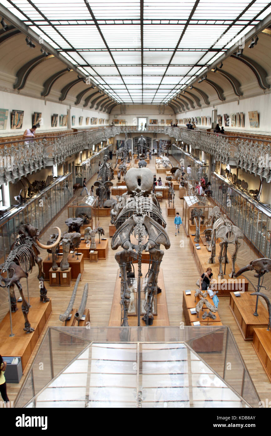 La Galerie de Paléontologie et d'Anatomie comparée, Paris Photo Stock Alamy La Galerie de Paléontologie et d'Anatomie comparée, Paris Photo Stock Alamy