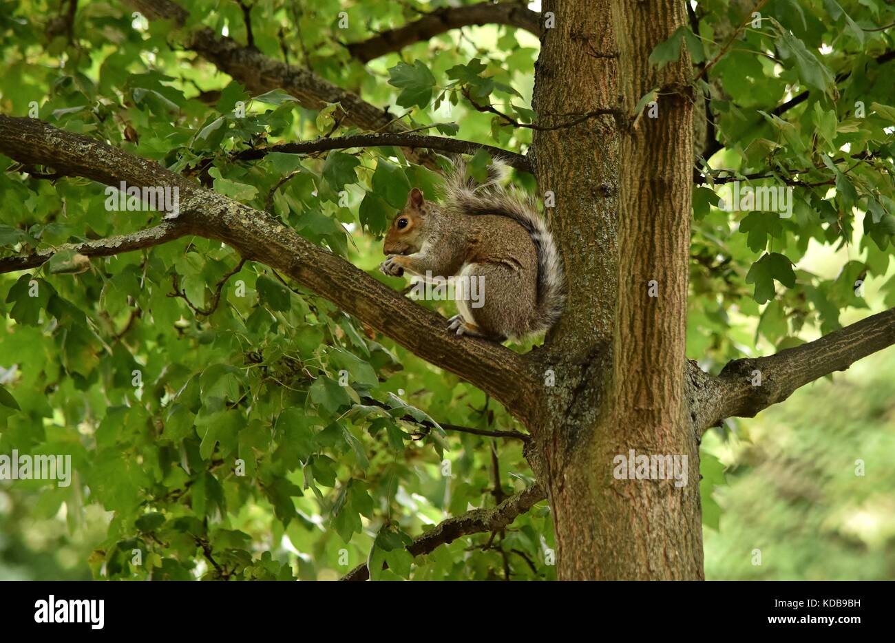Un écureuil gris. assis sur une branche d'un arbre à Londres, tout en mangeant un écrou. L'écureuil grimpé l'arbre dans un petit parc à une zone urbaine. Banque D'Images