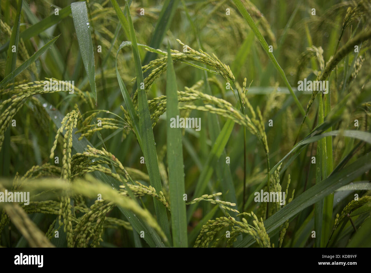 Close-up d'un plant de riz, Ubud, Bali, Indonésie. Banque D'Images