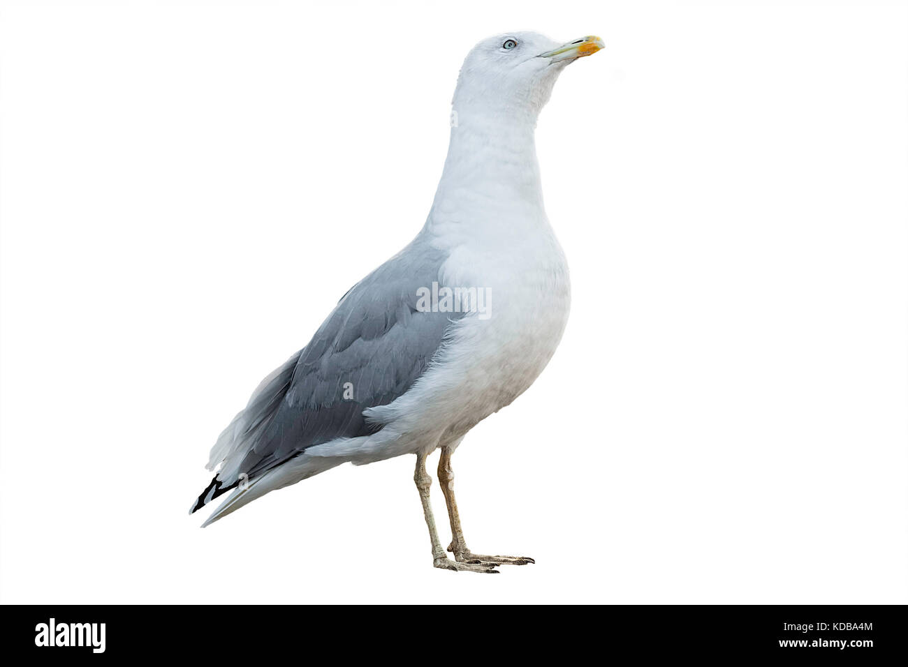 Mouette blanche et grise avec plumage isolé sur fond blanc Banque D'Images