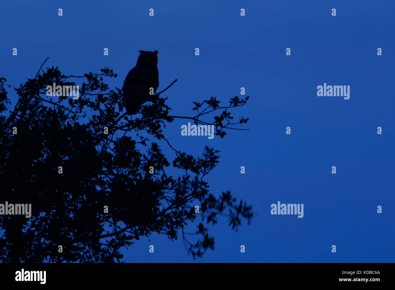 Grand / owl Bubo bubo europaeischer uhu ( ) la nuit, perché dans un arbre, silhouetté contre le ciel bleu foncé, de la chasse, de la faune, de l'Union européenne Banque D'Images
