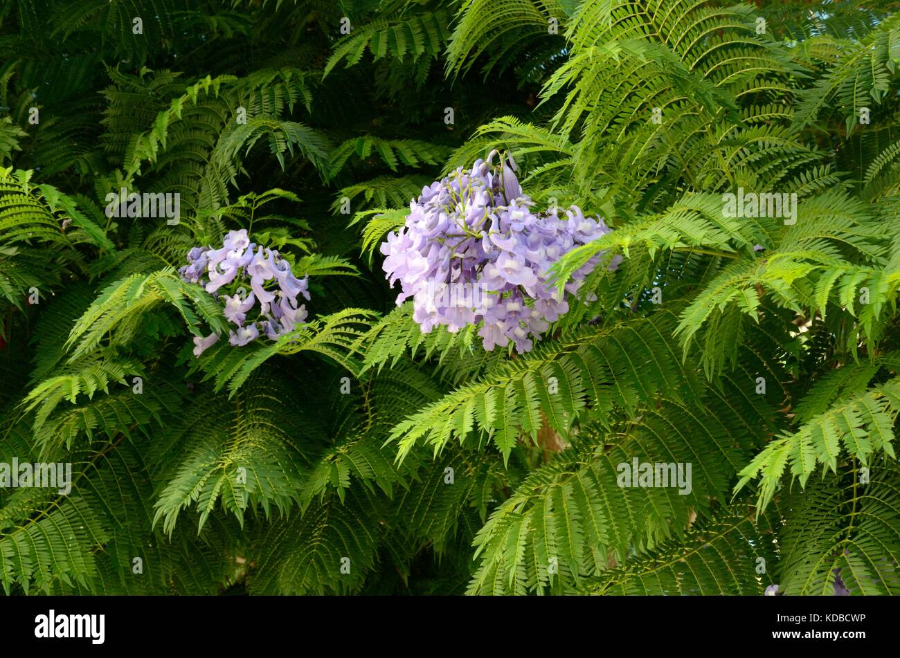 Jacaranda fleur avec des feuilles vertes mimosiflora Banque D'Images