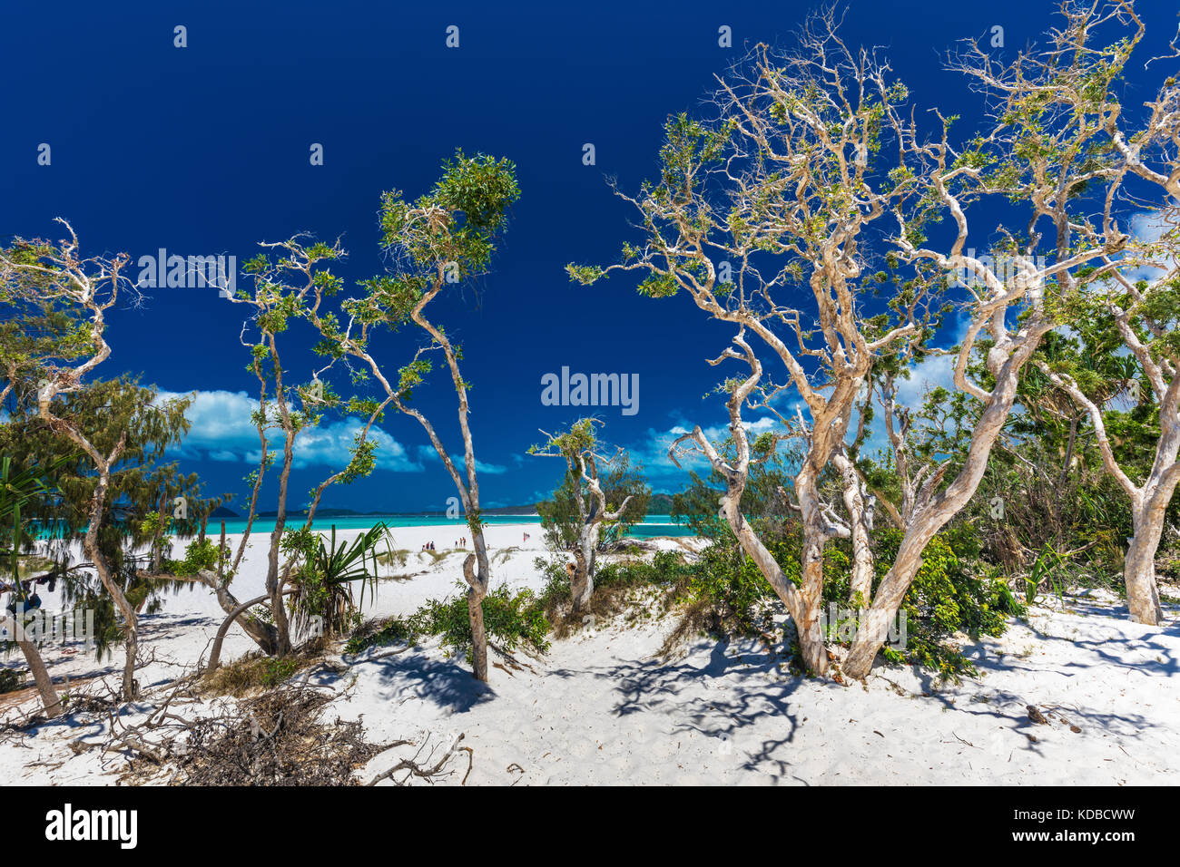 Amazing Whitehaven Beach dans les Whitsunday Islands avec des arbres blancs, Queensland, Australie Banque D'Images
