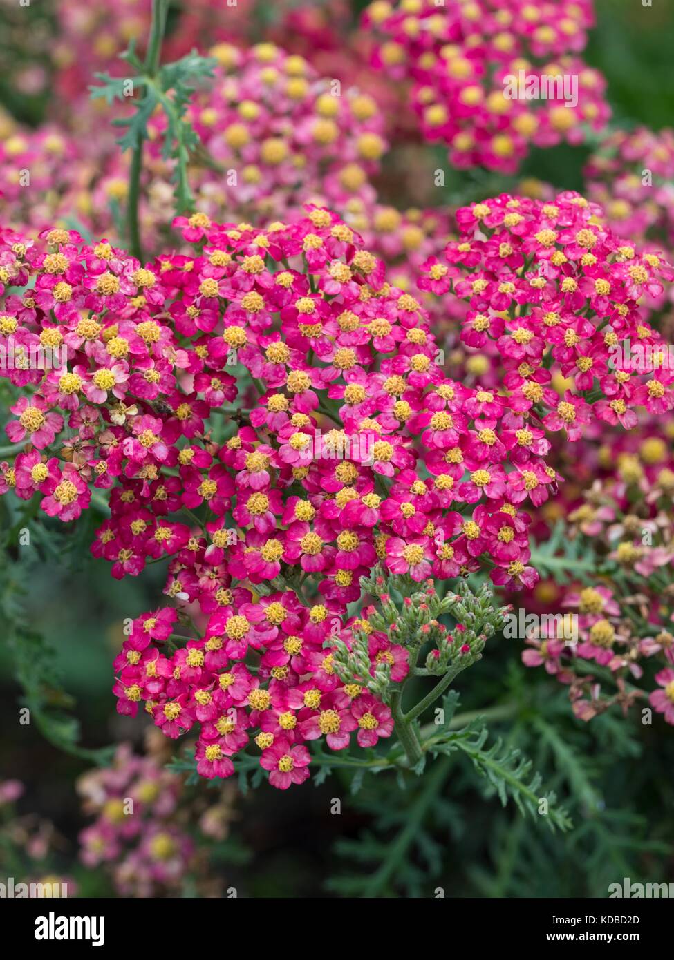 L'Achillea millefolium 'Paprika' (Galaxy Series) Banque D'Images