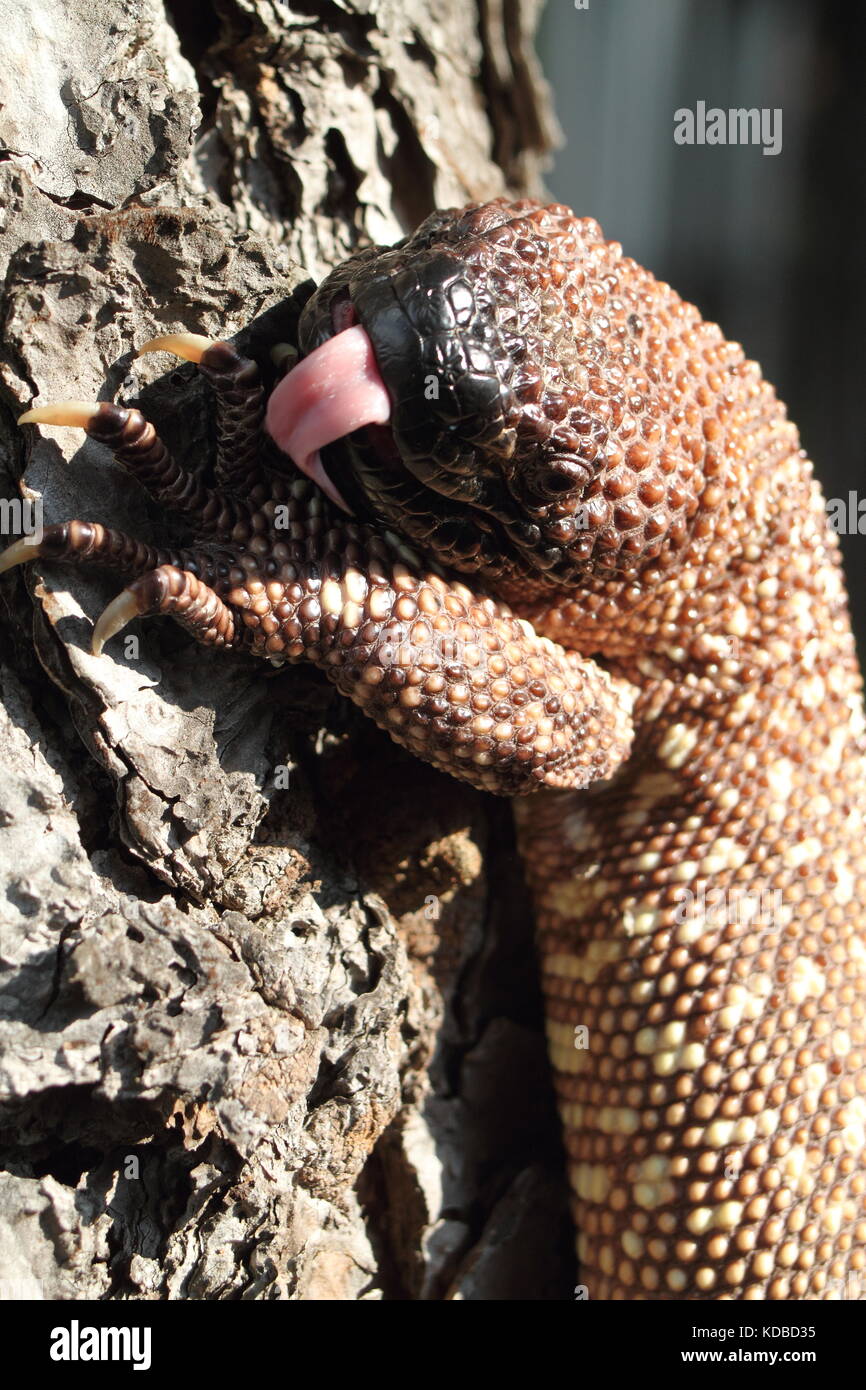 Lézard perlé Banque D'Images