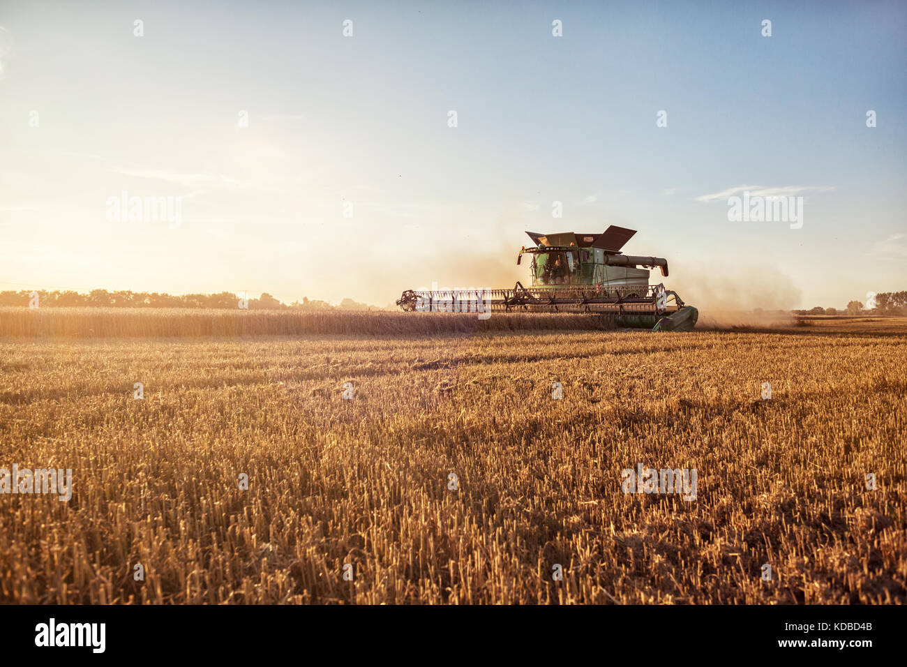 La récolte du blé de la moissonneuse-batteuse Banque D'Images