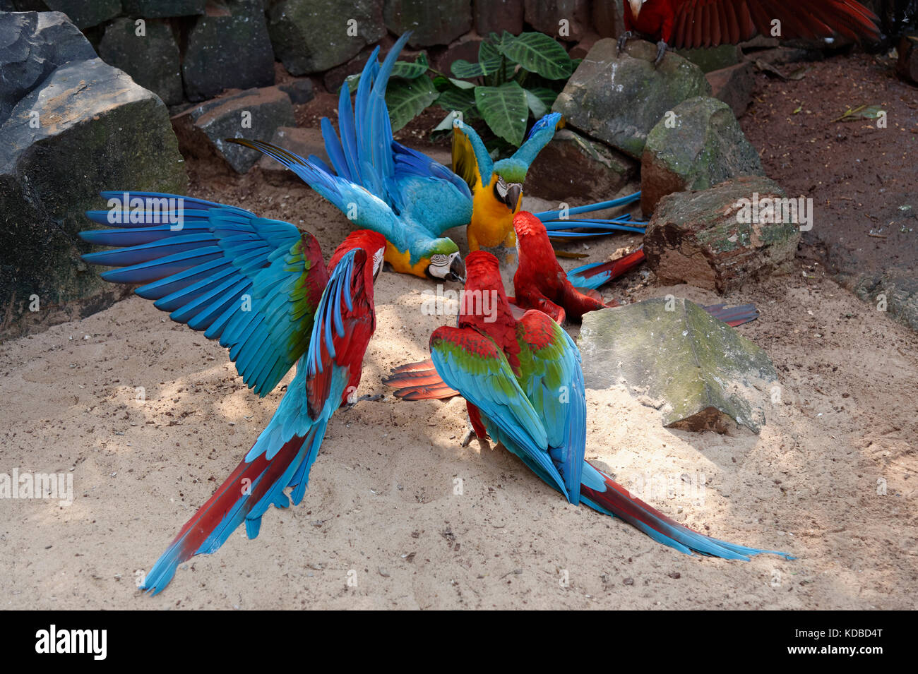 La lutte contre le rouge et vert Ara chloropterus (ARAS) et bleu-et-jaune Macaw (Ara ararauna), Parc National de l'Iguazu, l'Etat du Parana, Brésil Banque D'Images