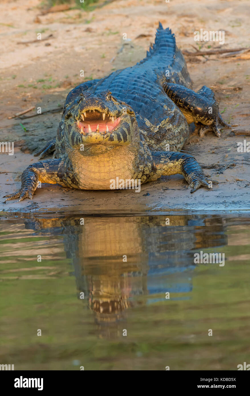 Caiman yacare (Caiman yacare), Pantanal, Mato Grosso, Brésil Banque D'Images