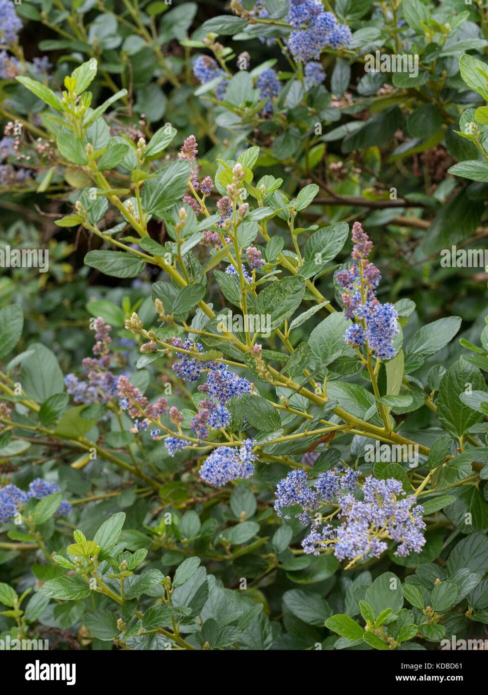 Ceanothus arboreus 'Trewithen Blue', lilas de Californie Banque D'Images