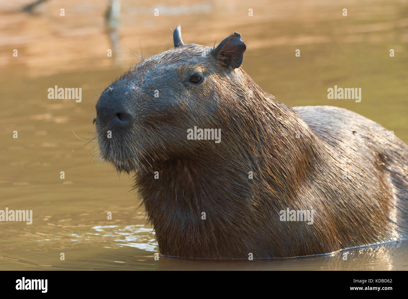 Capybara (Hydrochaeris hydrochaeris) dans l'eau, Pantanal, Mato Grosso, Brésil Banque D'Images