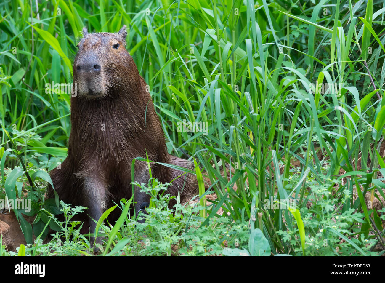 Capybara (Hydrochaeris hydrochaeris), Pantanal, Mato Grosso, Brésil Banque D'Images