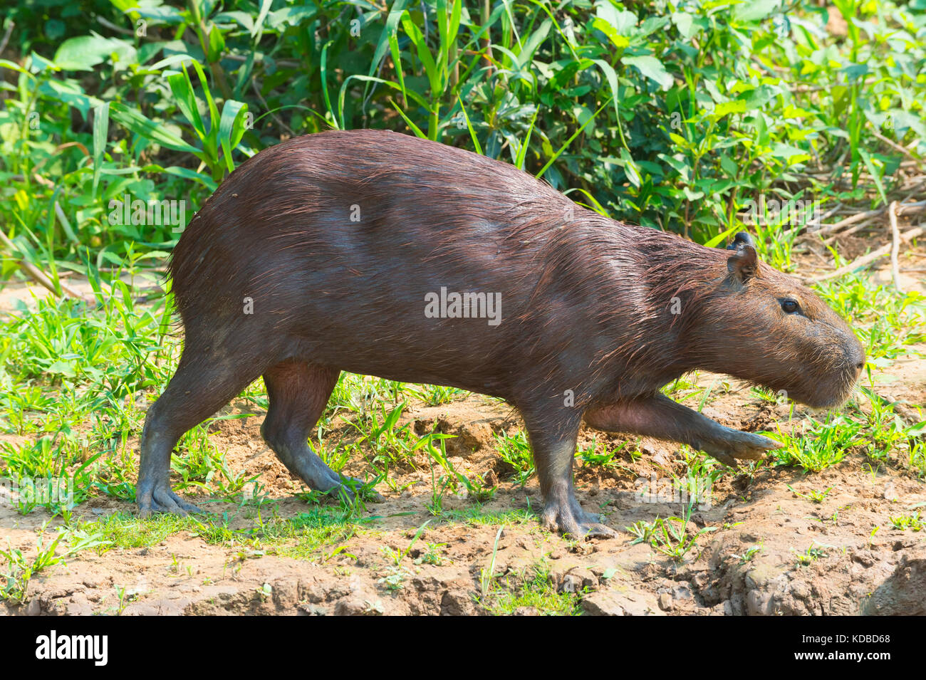 Capybara (Hydrochaeris hydrochaeris), Pantanal, Mato Grosso, Brésil Banque D'Images