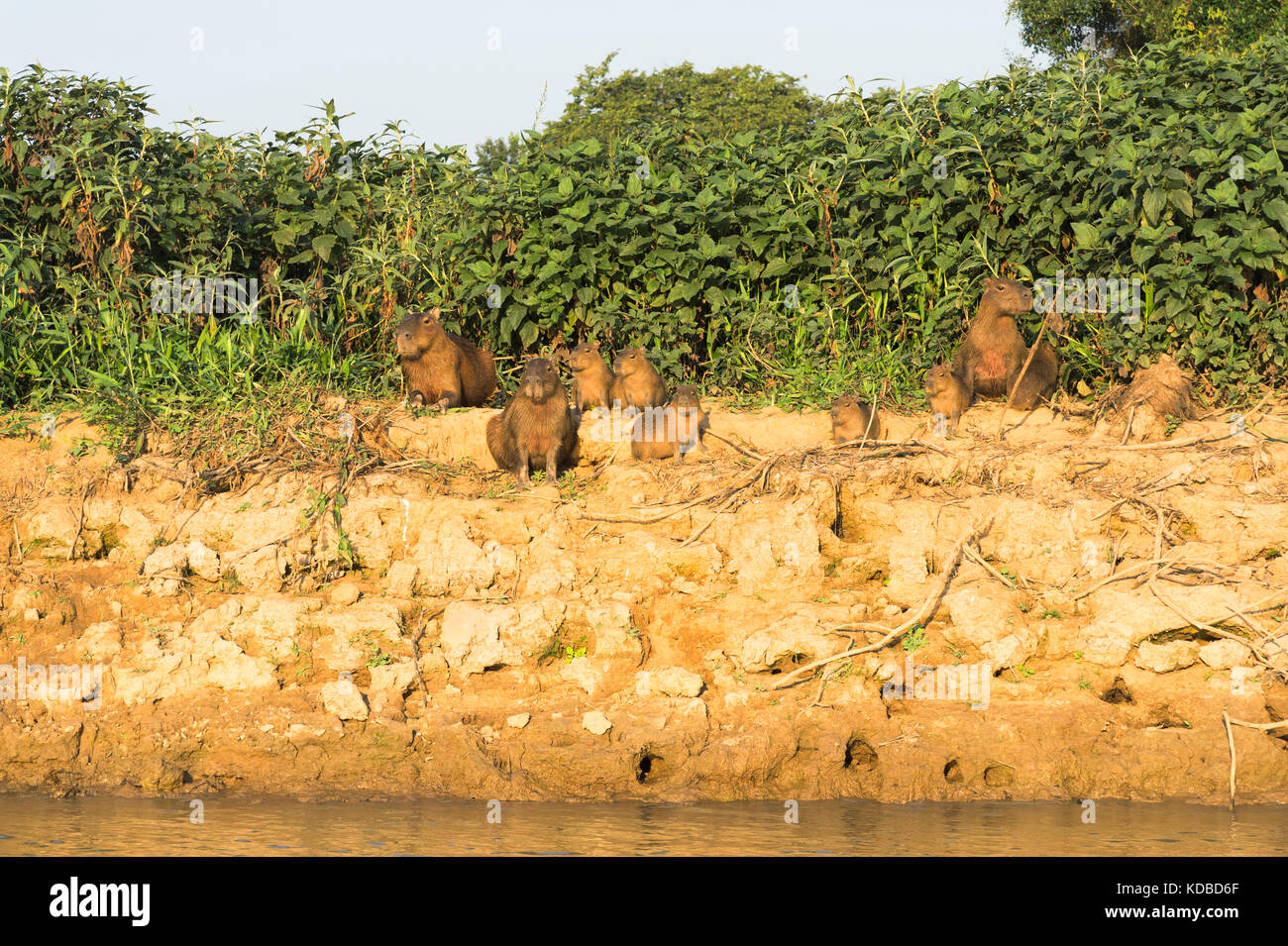 Capybara (Hydrochaeris hydrochaeris) famille sur une rive du fleuve, Cuiaba River, Pantanal, Mato Grosso, Brésil Banque D'Images