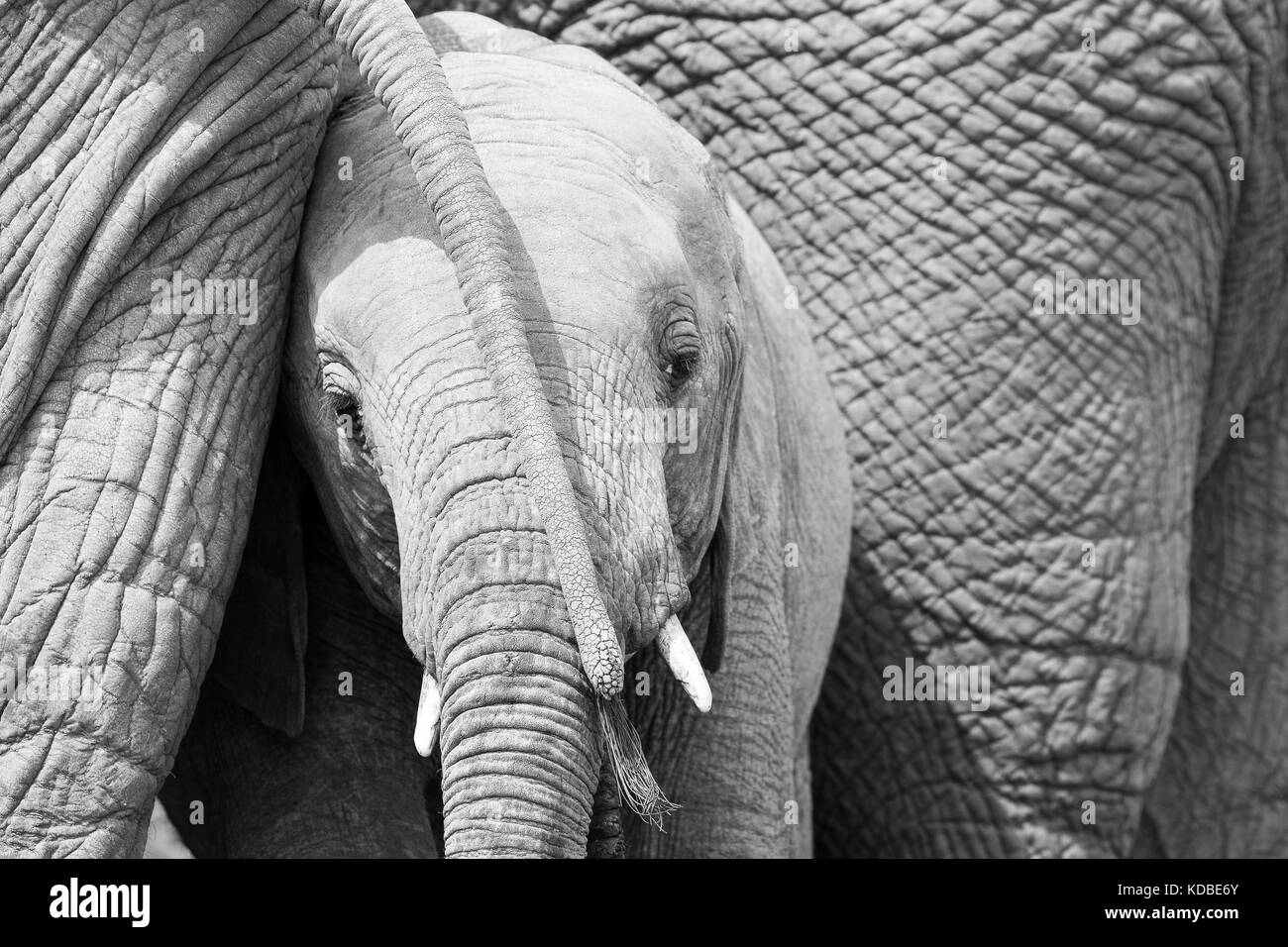 Bébé éléphant et sa mère, pilanesberg, Afrique du Sud, 2016 Banque D'Images