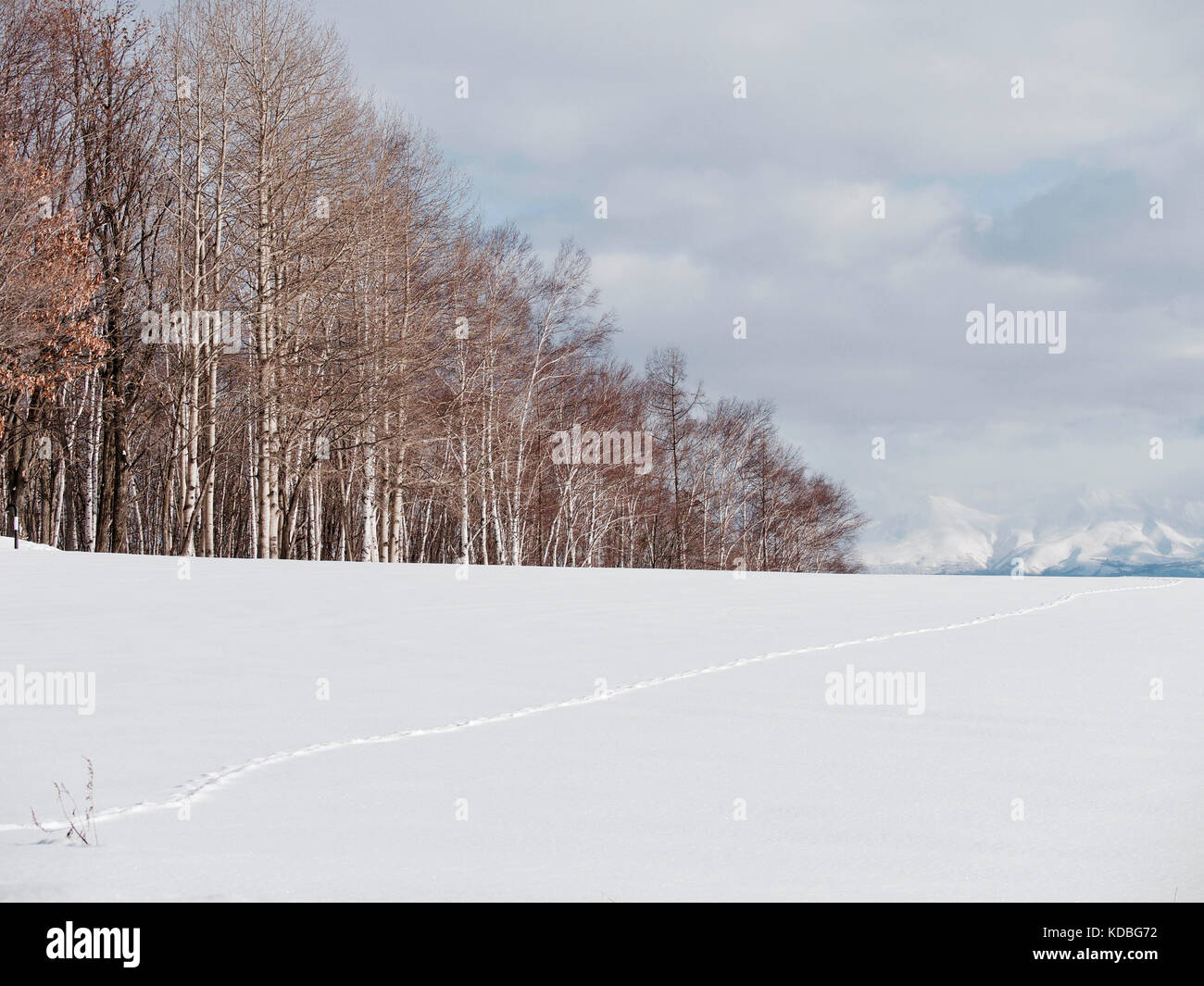 Arbres et Snowfield à Biei, Hokkaido, Japon, pendant l'hiver avec montagne en arrière-plan Banque D'Images
